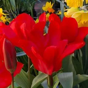 Madame Lefeber Red Emperor Tulip Bulbs (Tulipa fosteriana Madame Lefeber Red Emperor) 2